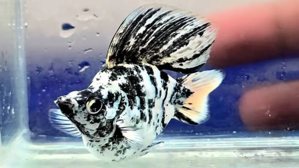 Gambar ikan molly zebra balon