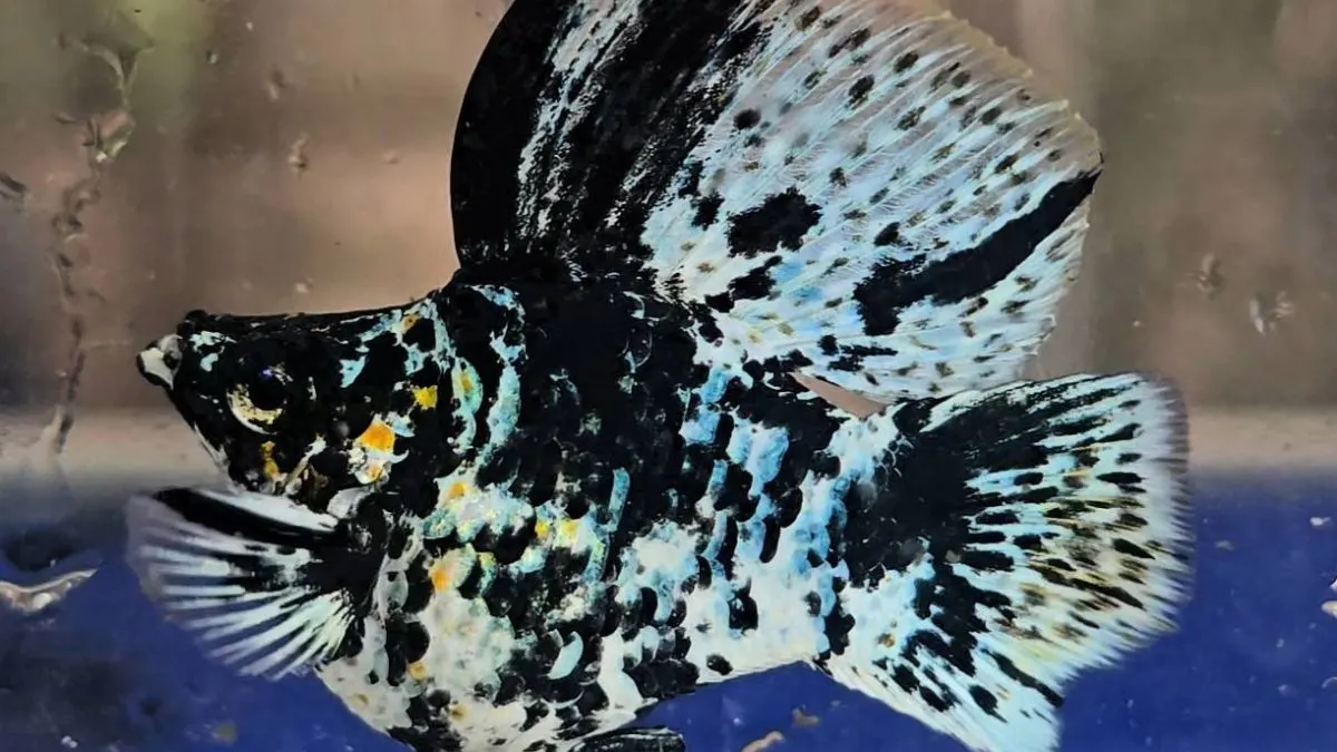 Gambar ikan molly zebra balon