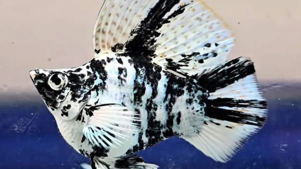 Gambar ikan molly zebra balon