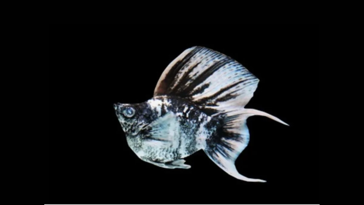 Gambar ikan molly zebra balon