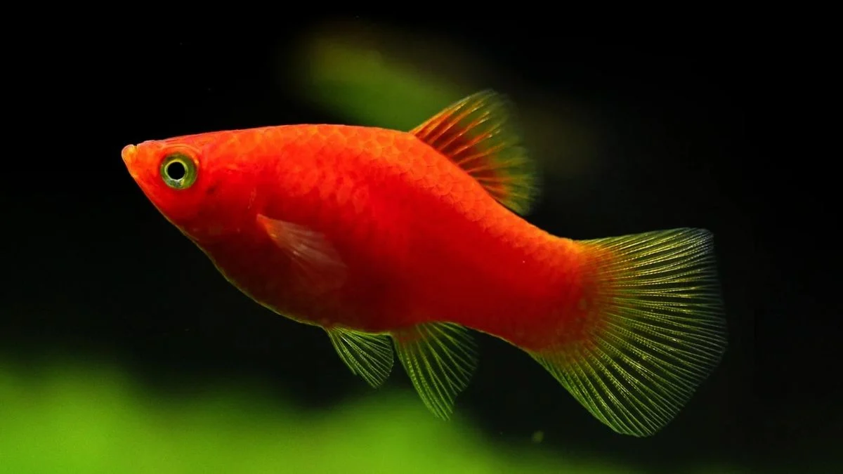 Gambar ikan platy coral.