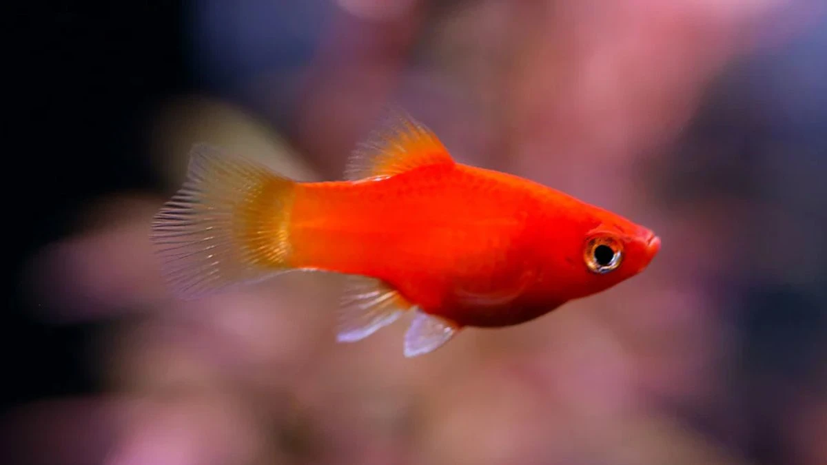 Gambar ikan platy coral