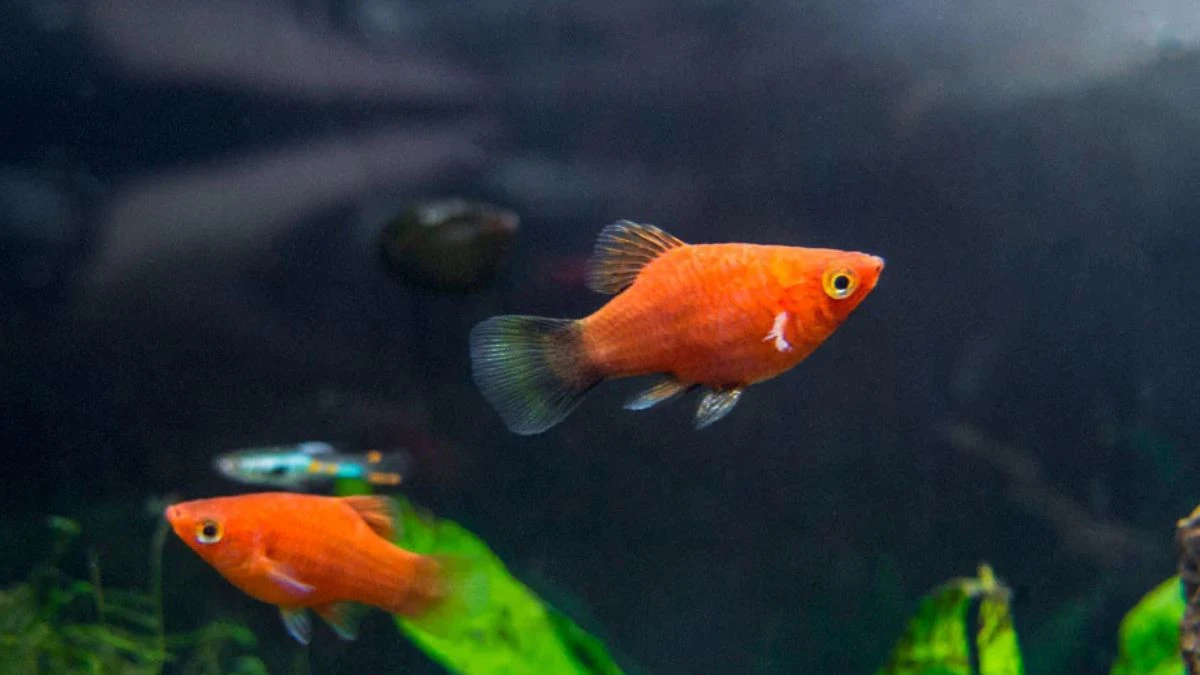 Gambar ikan platy coral