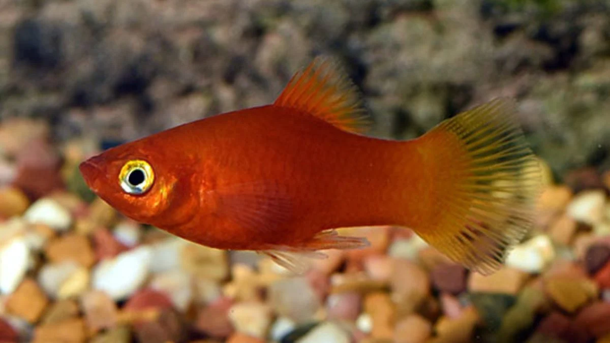 Gambar ikan platy coral