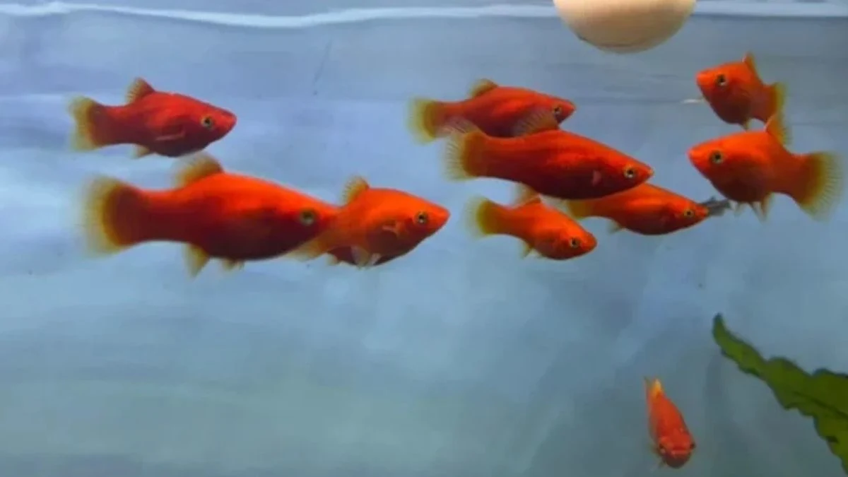 Gambar ikan platy coral