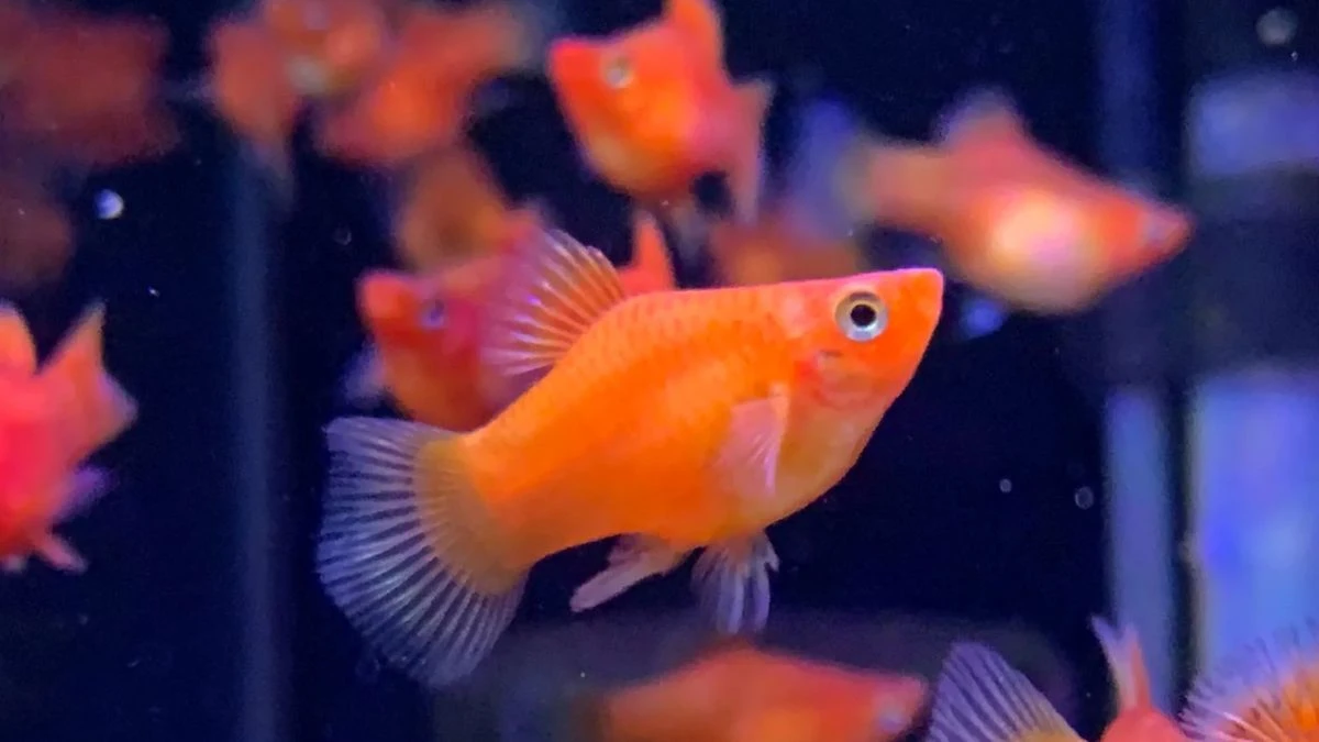 Gambar ikan platy coral