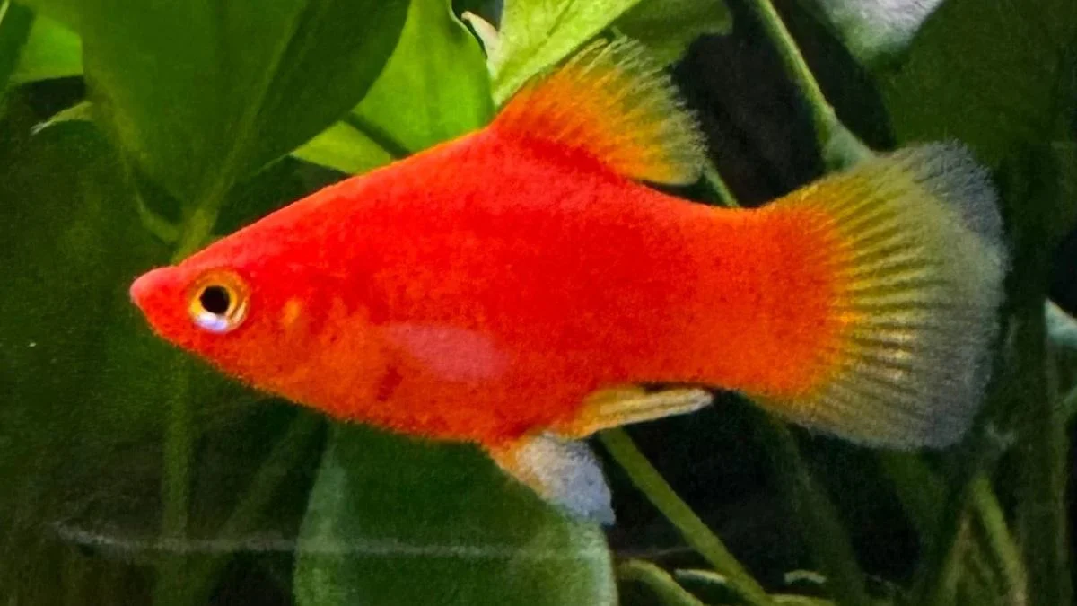 Gambar ikan platy coral