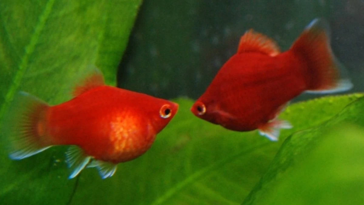 Gambar ikan platy coral