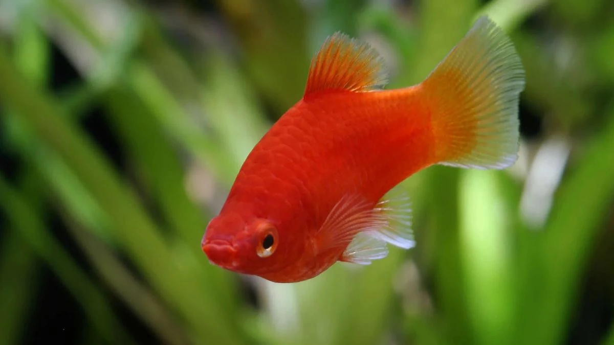 Gambar ikan platy coral