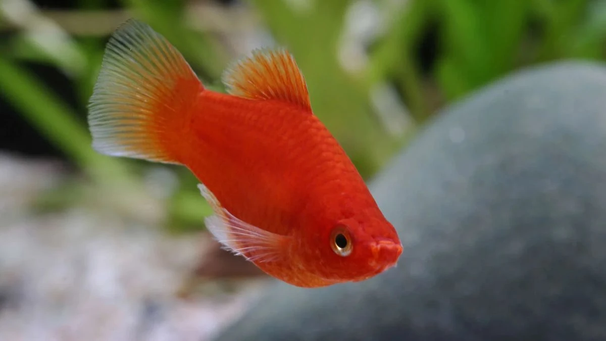 Gambar ikan platy coral