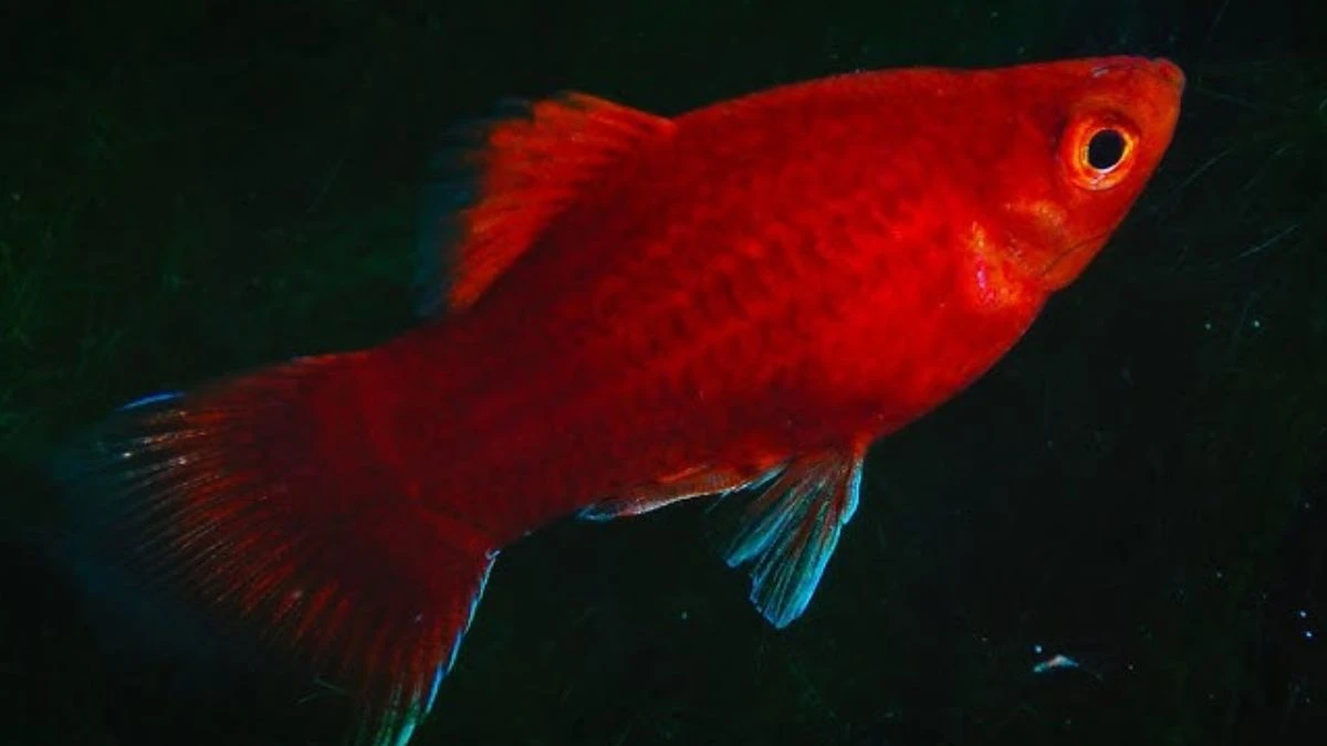 Gambar ikan platy coral
