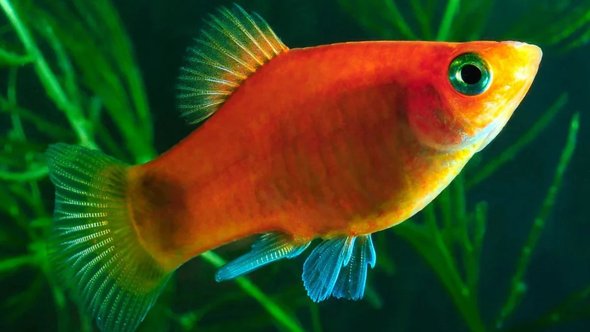 Gambar ikan platy coral