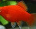 Gambar ikan platy coral