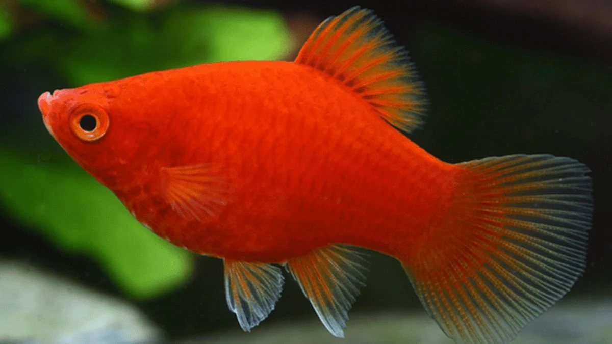 Gambar ikan platy coral