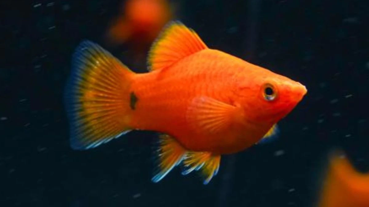 Gambar ikan platy coral