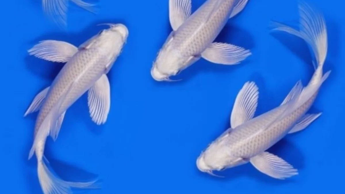 gambar-koi-slayer-platinum (10) Gambar ikan koi slayer platinum.