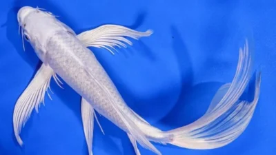 Gambar ikan koi slayer platinum