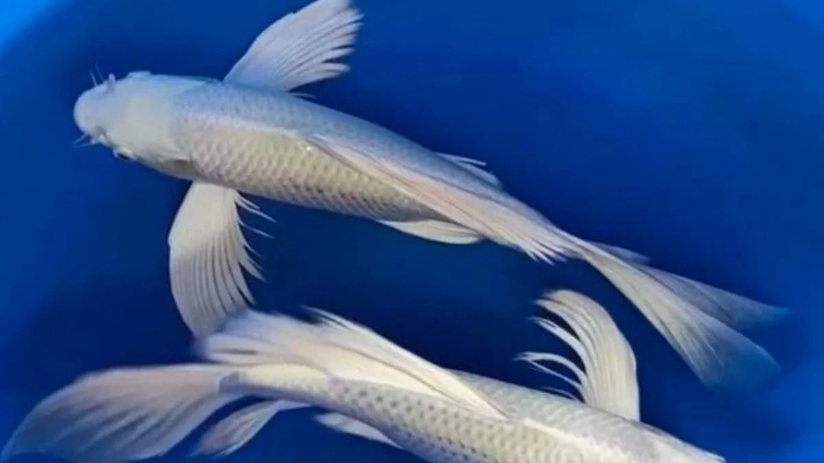 gambar-koi-slayer-platinum (12) Gambar ikan koi slayer platinum