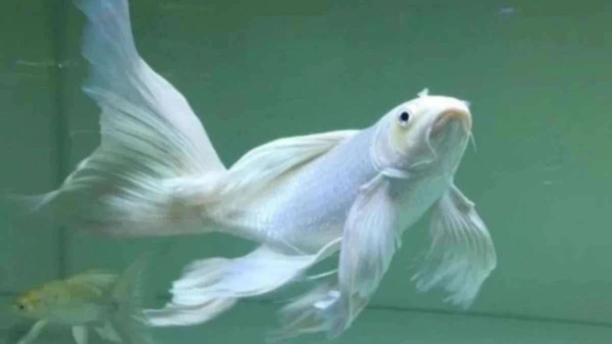 gambar-koi-slayer-platinum (13) Gambar ikan koi slayer platinum