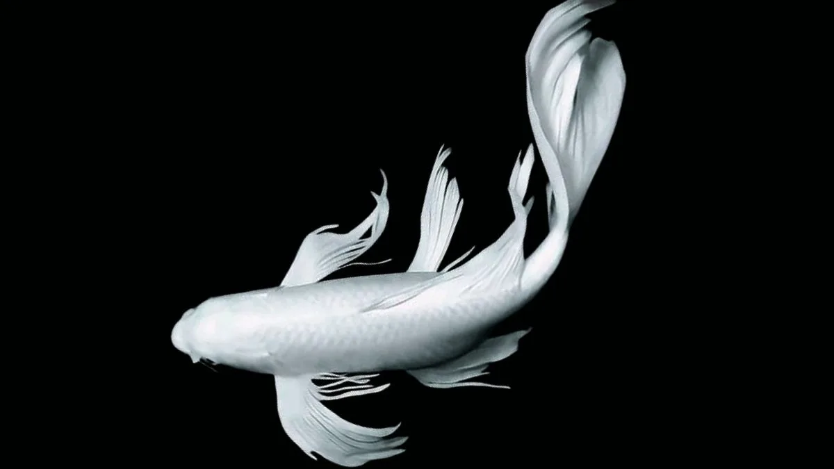 gambar-koi-slayer-platinum (14) Gambar ikan koi slayer platinum