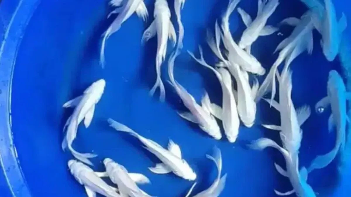 gambar-koi-slayer-platinum (15) Gambar ikan koi slayer platinum