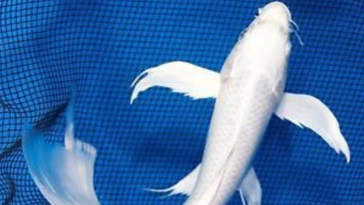 gambar-koi-slayer-platinum (3) Gambar ikan koi slayer platinum