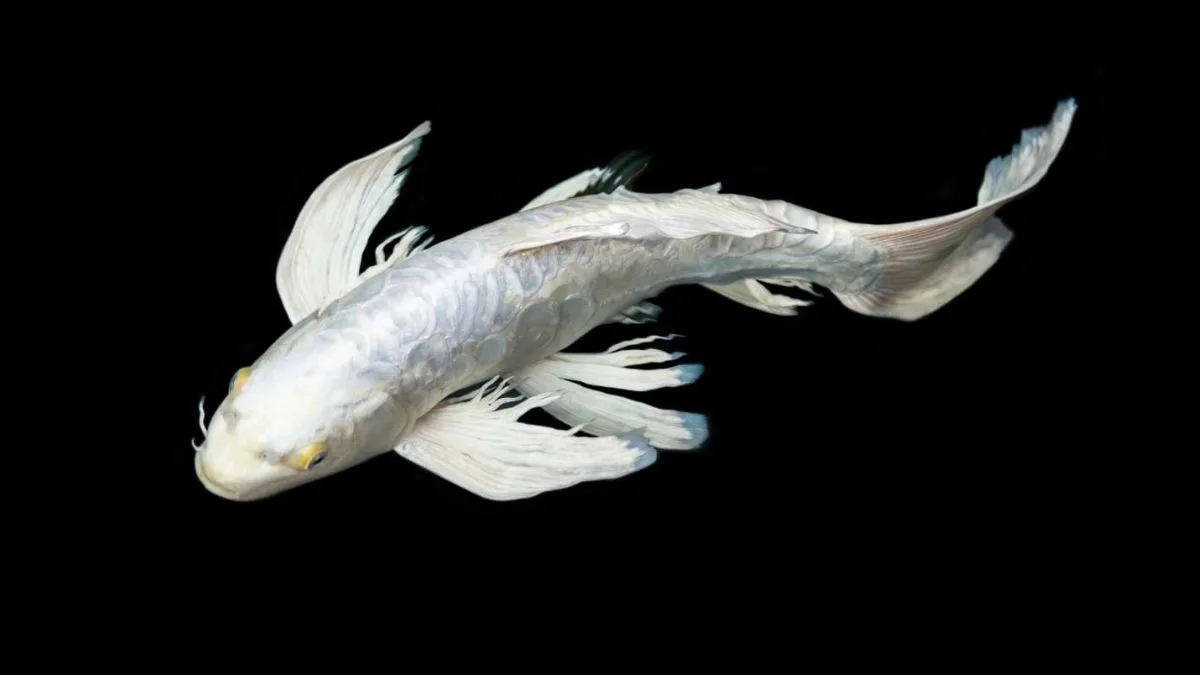 gambar-koi-slayer-platinum (4) Gambar ikan koi slayer platinum