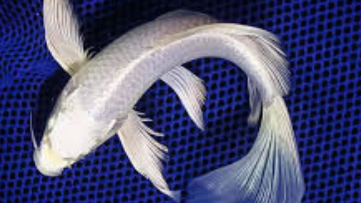 gambar-koi-slayer-platinum (5) Gambar ikan koi slayer platinum