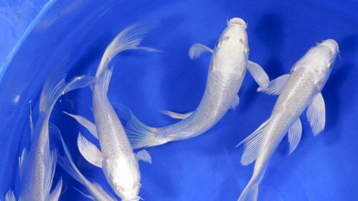 gambar-koi-slayer-platinum (6) Gambar ikan koi slayer platinum