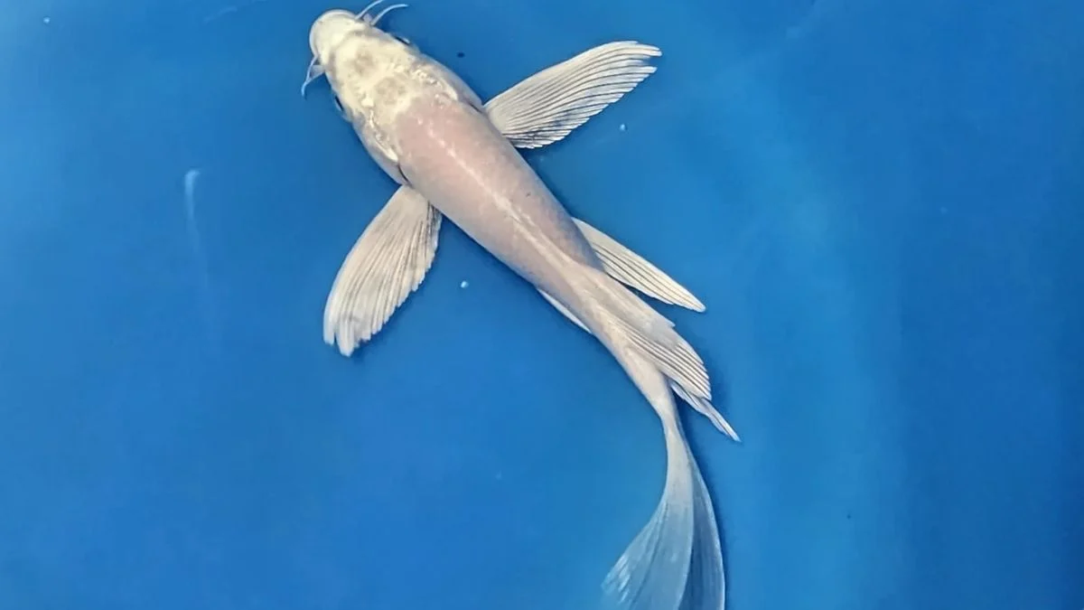 gambar-koi-slayer-platinum (8) Gambar ikan koi slayer platinum