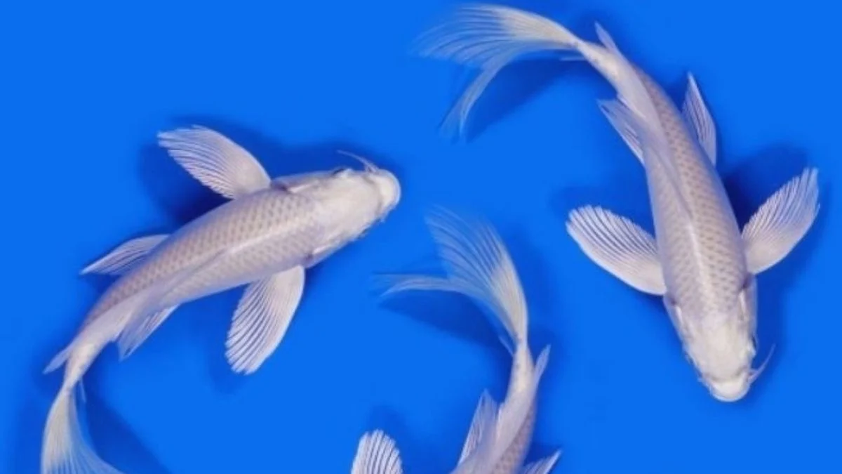 gambar-koi-slayer-platinum (9) Gambar ikan koi slayer platinum.