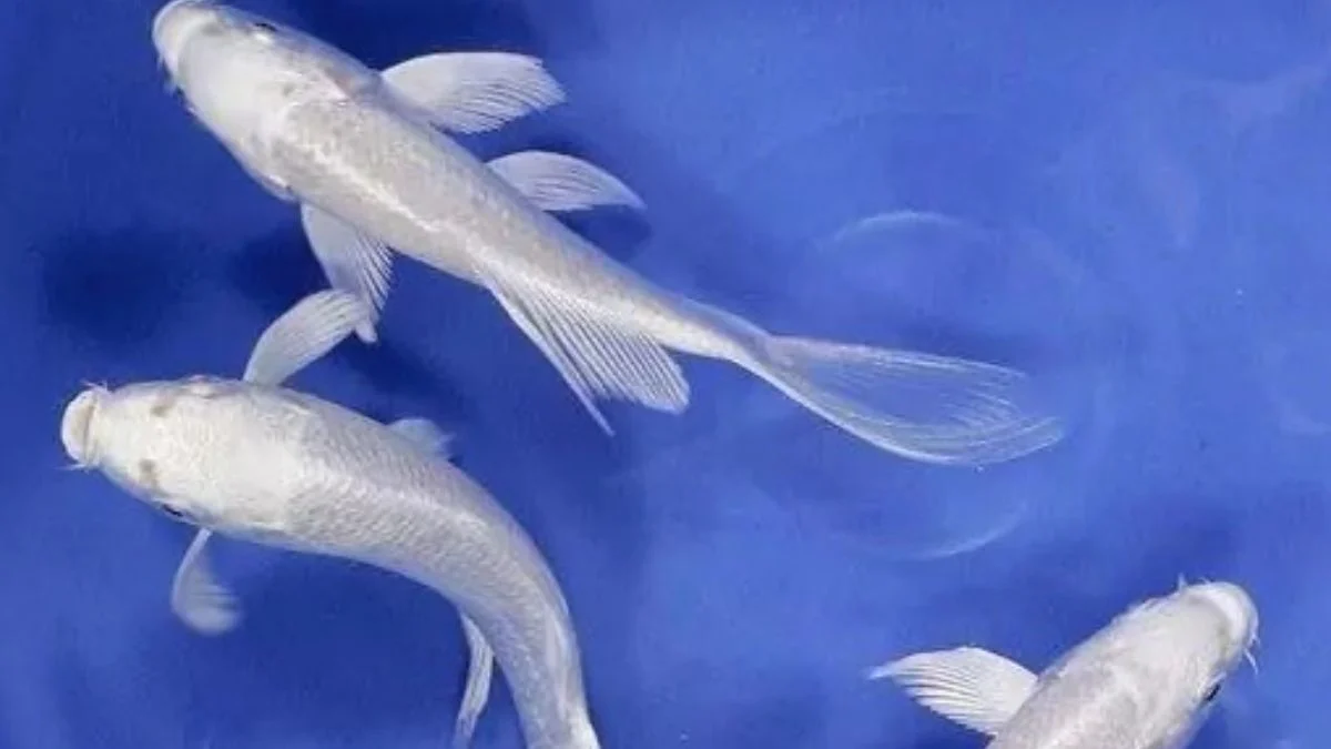 gambar-koi-slayer-platinum Gambar ikan koi slayer platinum