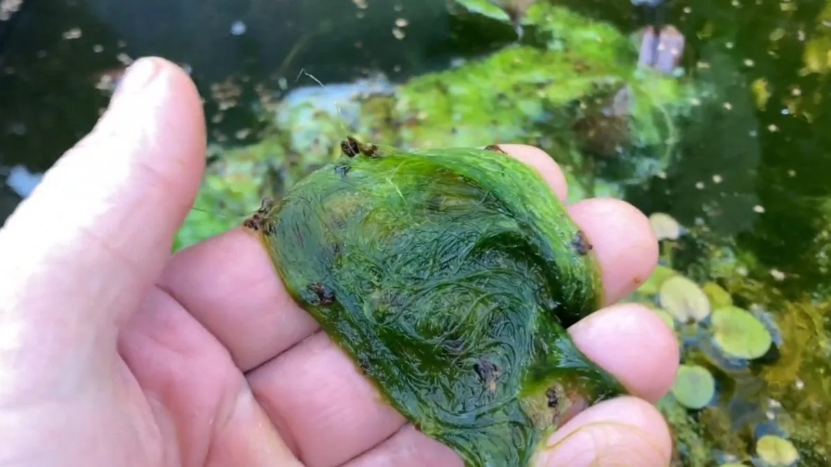 Gambar lumur sutra untuk makanan ikan molly