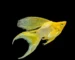 Gambar ikan molly platinum yellow