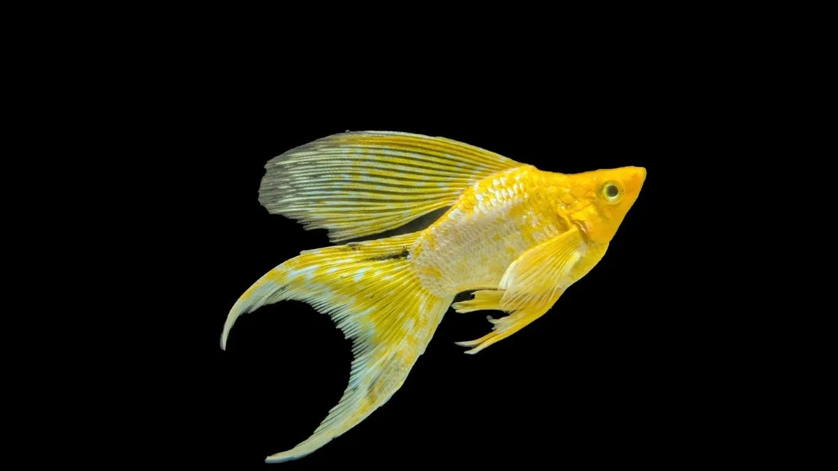 Gambar ikan molly platinum yellow