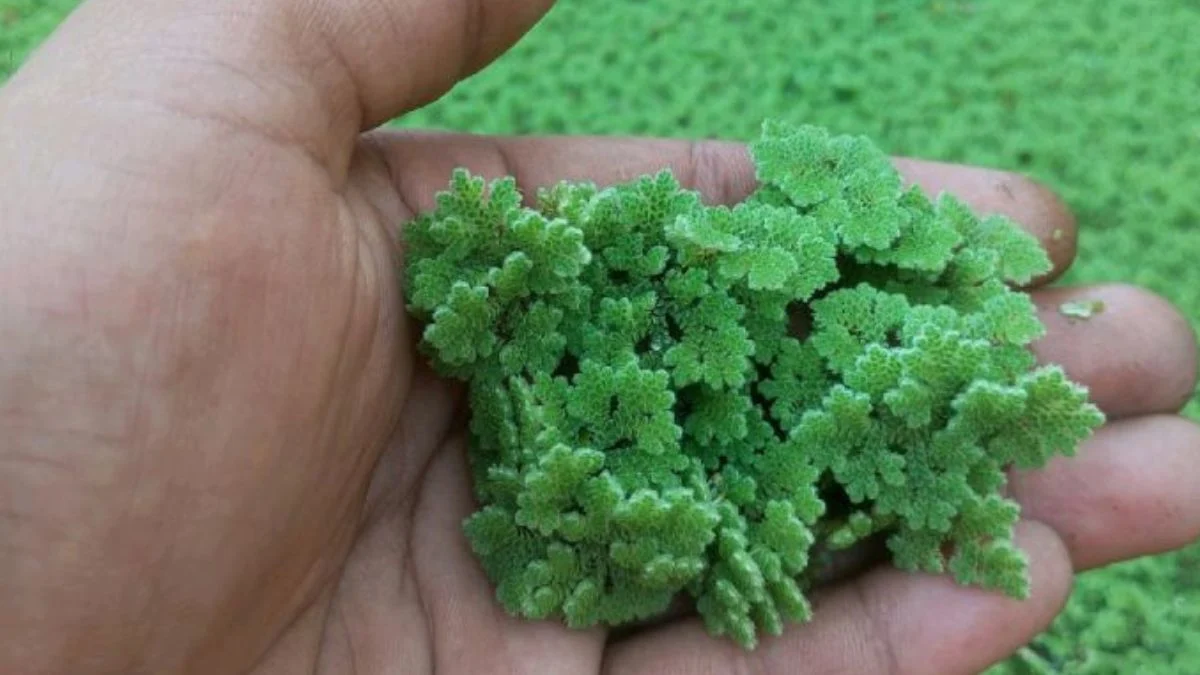 Gambar tanaman azola untuk pakan molly