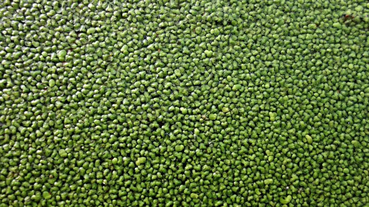 Gambr tanaman wolffia untuk makanan ikan molly