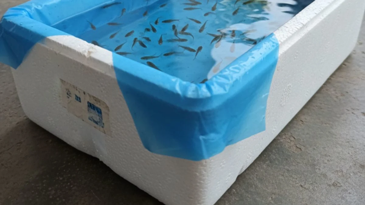 media-ternak-sterofoam Media ternak sterofoam