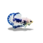 Cupang Plakat Bluepanda