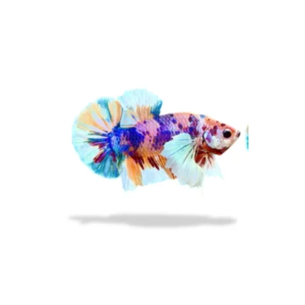 Cupang Plakat multicolor dumbo ear