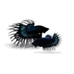 Cupang crowntail black orchid (Paket Breeding)