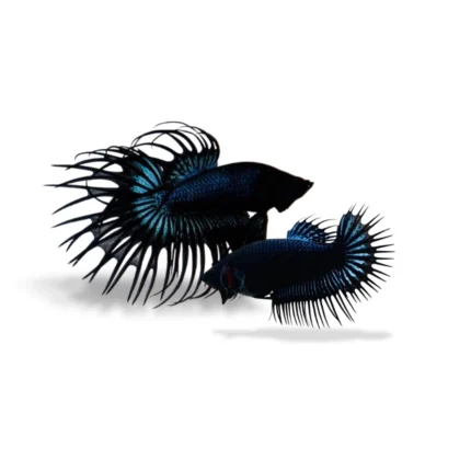 Cupang crowntail black orchid (Paket Breeding)