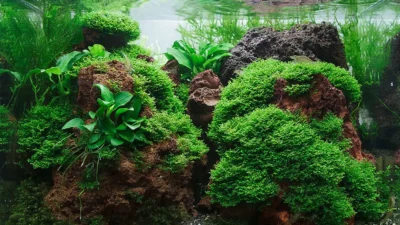 Gambar akuarium yang di terangi lampu