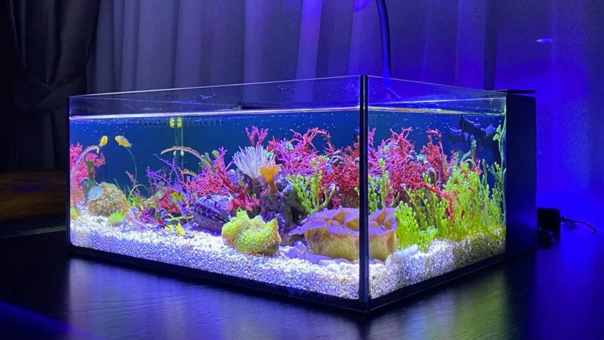 Gambar dekorasi akuarium