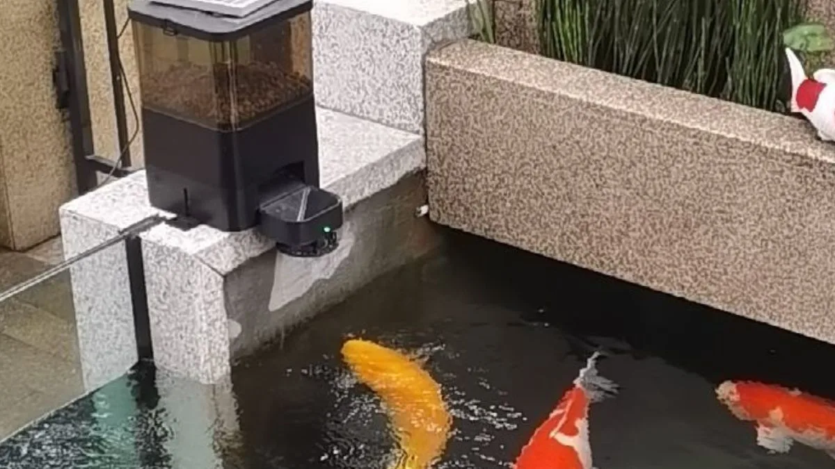 Gambar auto feeder ikan atau alat pakan otomatis