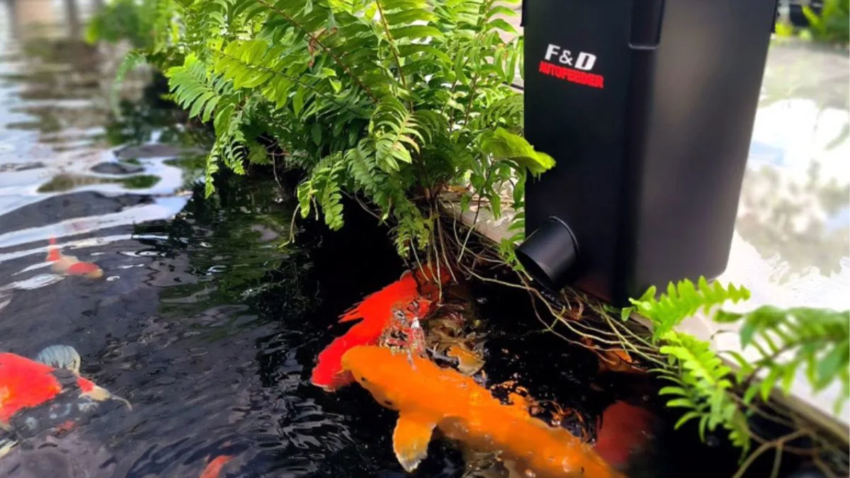 gambar-auto-feeder-ikan-atau-alat-pakan-otomatis-kolam Gambar auto feeder ikan atau alat pakan otomatis kolam