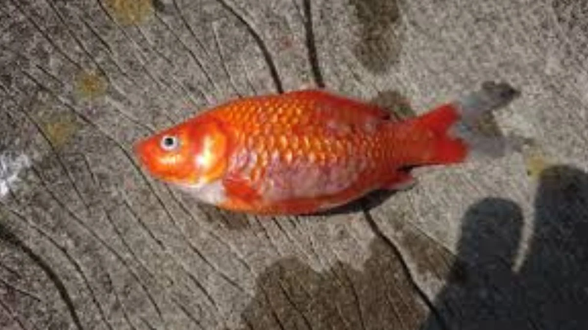 gambar-cara-mengatasi-ikan-koki-jamuran (1) Gambar ikan koki jamuran yang cocok untuk artikel tentang penyebab ikan koki jamuran