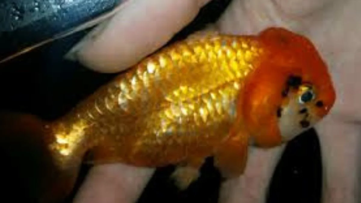 gambar-cara-mengatasi-ikan-koki-jamuran (15) Gambar ikan koki jamuran yang cocok untuk artikel tentang penyebab ikan koki jamuran