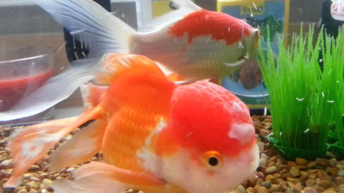 gambar-cara-mengatasi-ikan-koki-jamuran (16) Gambar ikan koki jamuran yang cocok untuk artikel tentang penyebab ikan koki jamuran