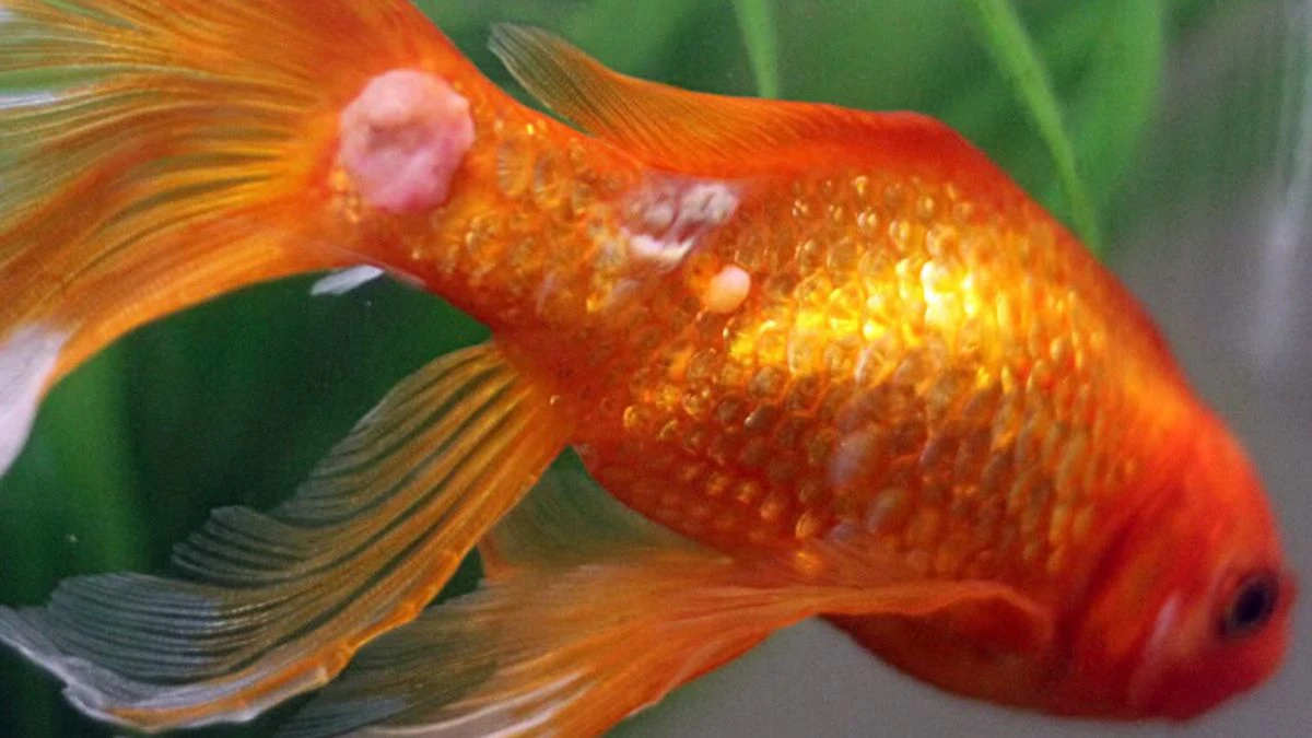 Gambar ikan koki jamuran yang cocok untuk artikel tentang penyebab ikan koki jamuran